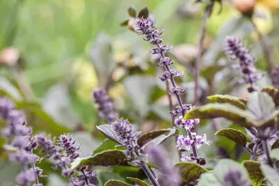 Ocimum basilicum (Basilicum) - afbeelding 11