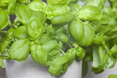 Ocimum basilicum (Basilicum) - afbeelding 21