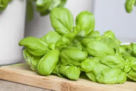Ocimum basilicum (Basilicum) - afbeelding 22