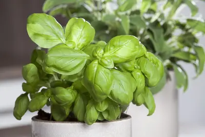 Ocimum basilicum (Basilicum) - afbeelding 24