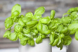 Ocimum basilicum (Basilicum) - afbeelding 30