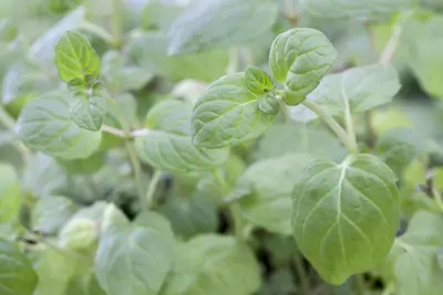 Ocimum basilicum (Basilicum) - afbeelding 33