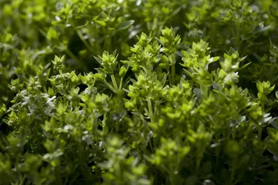 Ocimum basilicum (Basilicum) - afbeelding 2