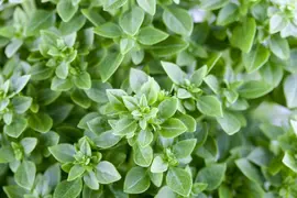 Ocimum basilicum (Basilicum) - afbeelding 6