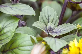 Ocimum basilicum (Basilicum) - afbeelding 9