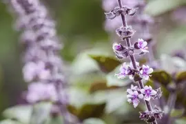 Ocimum basilicum (Basilicum) - afbeelding 10