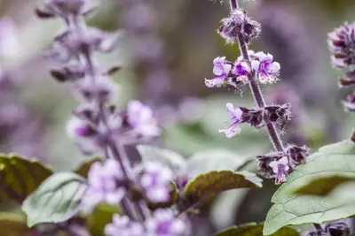 Ocimum basilicum (Basilicum) - afbeelding 11