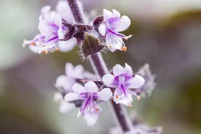 Ocimum basilicum (Basilicum) - afbeelding 13