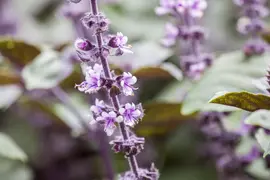 Ocimum basilicum (Basilicum) - afbeelding 14