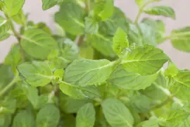 Ocimum basilicum (Basilicum) - afbeelding 18