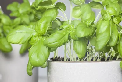 Ocimum basilicum (Basilicum) - afbeelding 19