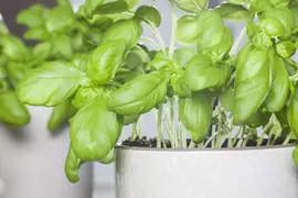 Ocimum basilicum (Basilicum) - afbeelding 19
