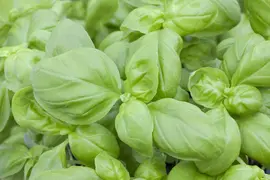Ocimum basilicum (Basilicum) - afbeelding 20