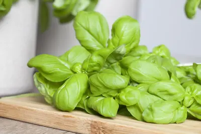 Ocimum basilicum (Basilicum) - afbeelding 23