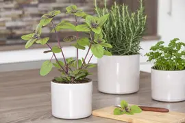 Ocimum basilicum (Basilicum) - afbeelding 26