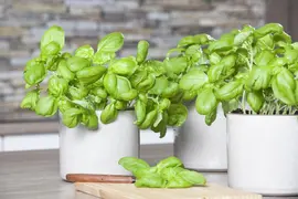 Ocimum basilicum (Basilicum) - afbeelding 29