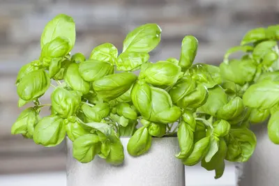 Ocimum basilicum (Basilicum) - afbeelding 31