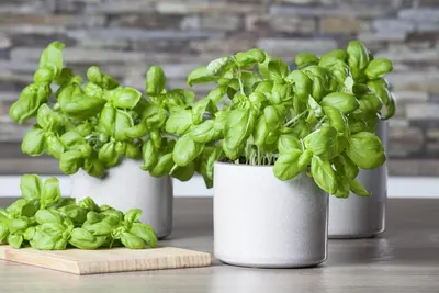 Ocimum basilicum (Basilicum) - afbeelding 32