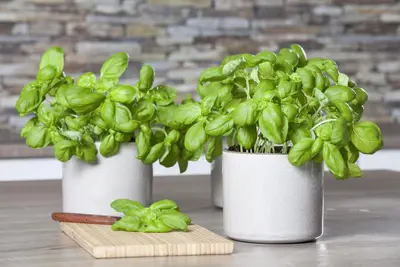 Ocimum basilicum (Basilicum) - afbeelding 33