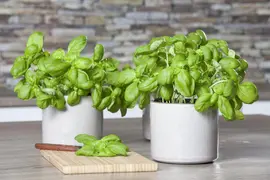 Ocimum basilicum (Basilicum) - afbeelding 33