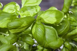 Ocimum basilicum (Basilicum) - afbeelding 37