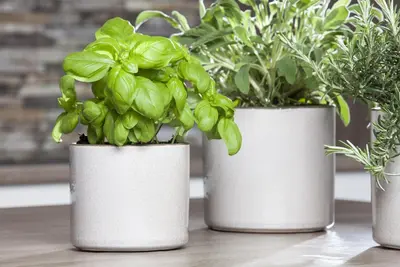 Ocimum basilicum (Basilicum) - afbeelding 38