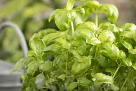Ocimum basilicum (Basilicum) - afbeelding 43
