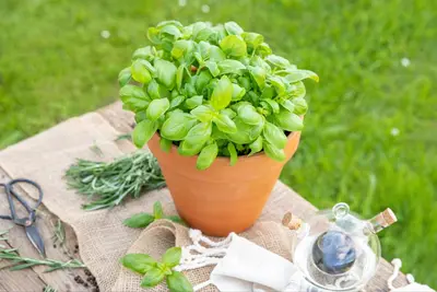 Ocimum basilicum (Basilicum) - afbeelding 51