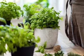 Ocimum basilicum (Basilicum) - afbeelding 63
