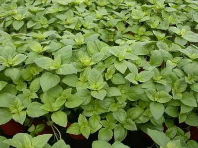 Ocimum basilicum (Basilicum) - afbeelding 46