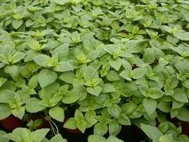 Ocimum basilicum (Basilicum) - afbeelding 46