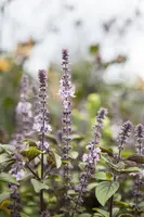 Ocimum basilicum 'Magic Blue' (Basilicum 'Magic Blue') - afbeelding 1