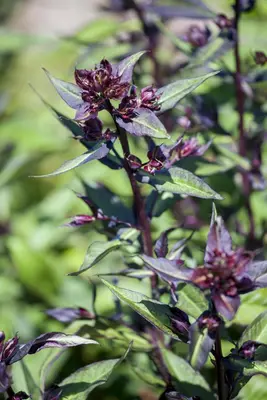 Ocimum basilicum 'Magic Blue' (Basilicum 'Magic Blue') - afbeelding 2