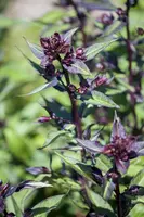 Ocimum basilicum 'Magic Blue' (Basilicum 'Magic Blue') - afbeelding 2