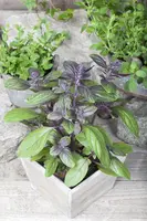 Ocimum basilicum 'Magic Blue' (Basilicum 'Magic Blue') - afbeelding 7