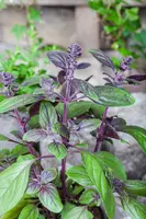Ocimum basilicum 'Magic Blue' (Basilicum 'Magic Blue') - afbeelding 8