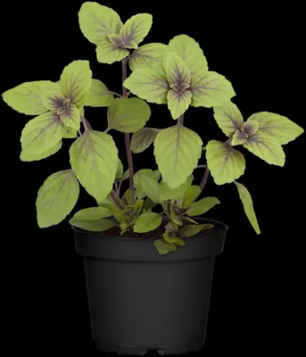 Ocimum basilicum 'Magic Blue' (Basilicum 'Magic Blue') - afbeelding 10