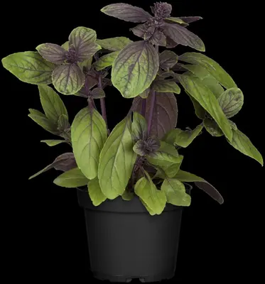 Ocimum basilicum 'Magic Blue' (Basilicum 'Magic Blue') - afbeelding 4