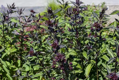Ocimum basilicum 'Magic Blue' (Basilicum 'Magic Blue') - afbeelding 3