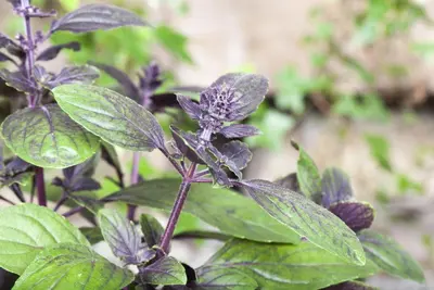 Ocimum basilicum 'Magic Blue' (Basilicum 'Magic Blue') - afbeelding 9