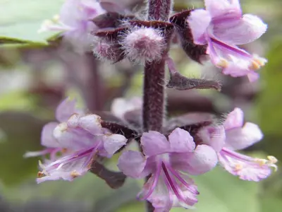 Ocimum basilicum 'Magic Blue' (Roodbladige basilicum) 15cm - afbeelding 4