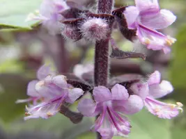 Ocimum basilicum 'Magic Blue' (Roodbladige basilicum) 15cm - afbeelding 4
