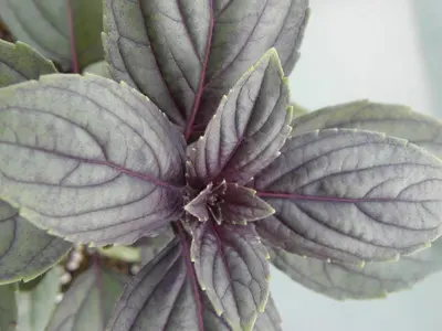 Ocimum basilicum 'Magic Blue' (Roodbladige basilicum) 15cm - afbeelding 5