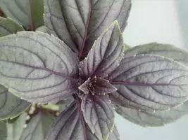 Ocimum basilicum 'Magic Blue' (Roodbladige basilicum) 15cm - afbeelding 5