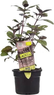 Ocimum basilicum 'Magic Blue' (Roodbladige basilicum) 15cm - afbeelding 1