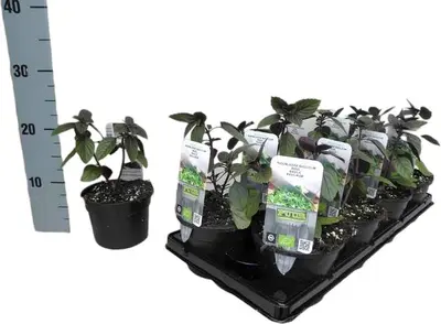 Ocimum basilicum 'Magic Blue' (Roodbladige basilicum) 15cm - afbeelding 2