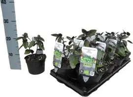 Ocimum basilicum 'Magic Blue' (Roodbladige basilicum) 15cm - afbeelding 2