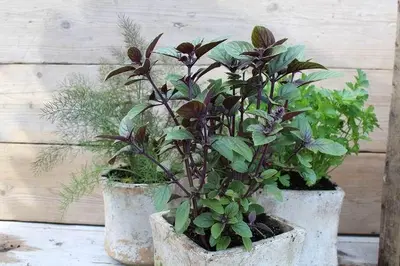 Ocimum basilicum 'Magic Blue' (Roodbladige basilicum) 15cm - afbeelding 3