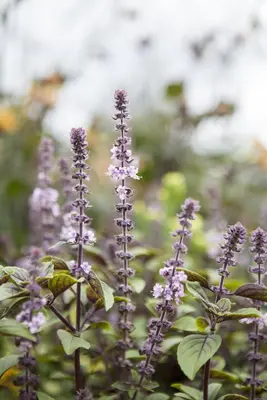 Ocimum basilicum 'Magic Blue' (Roodbladige basilicum) 15cm - afbeelding 6