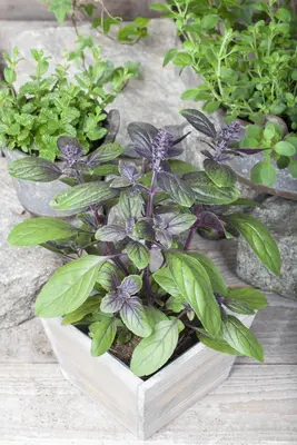 Ocimum basilicum 'Magic Blue' (Roodbladige basilicum) 15cm - afbeelding 12